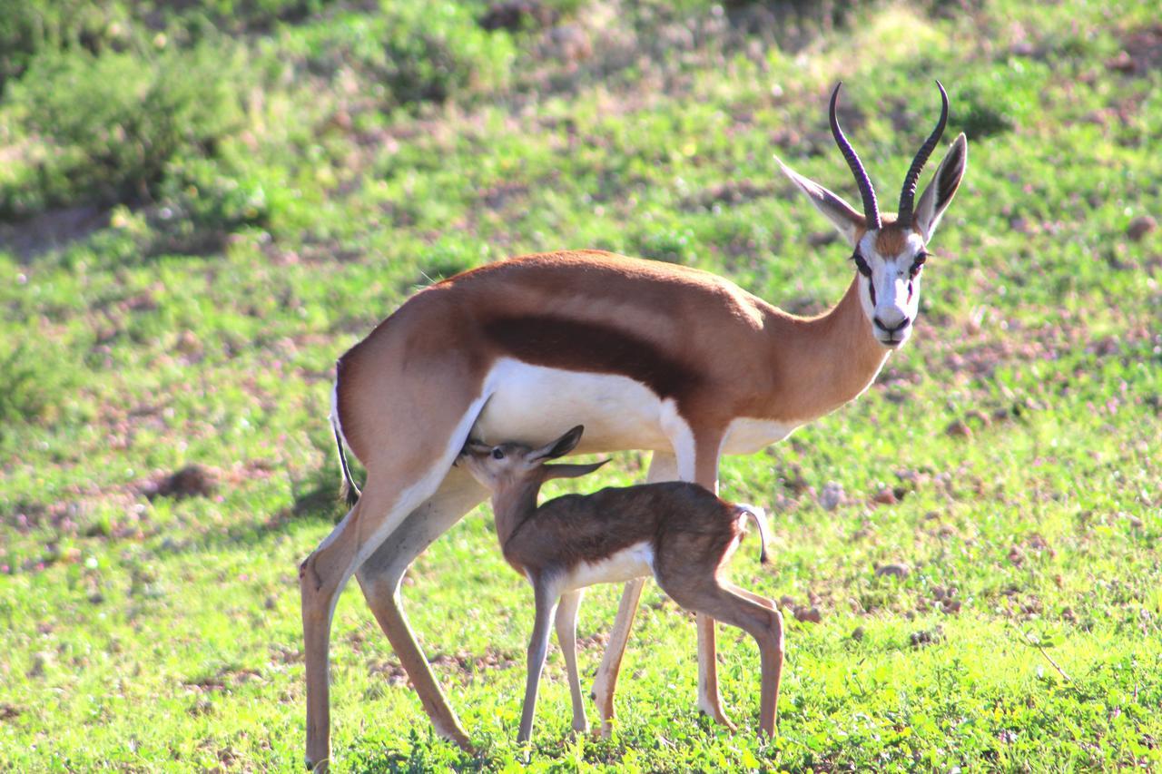 Kgalagadi Lodge Askham ภายนอก รูปภาพ