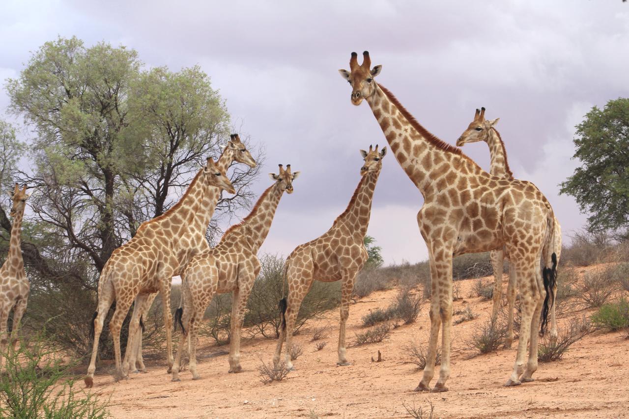 Kgalagadi Lodge Askham ภายนอก รูปภาพ