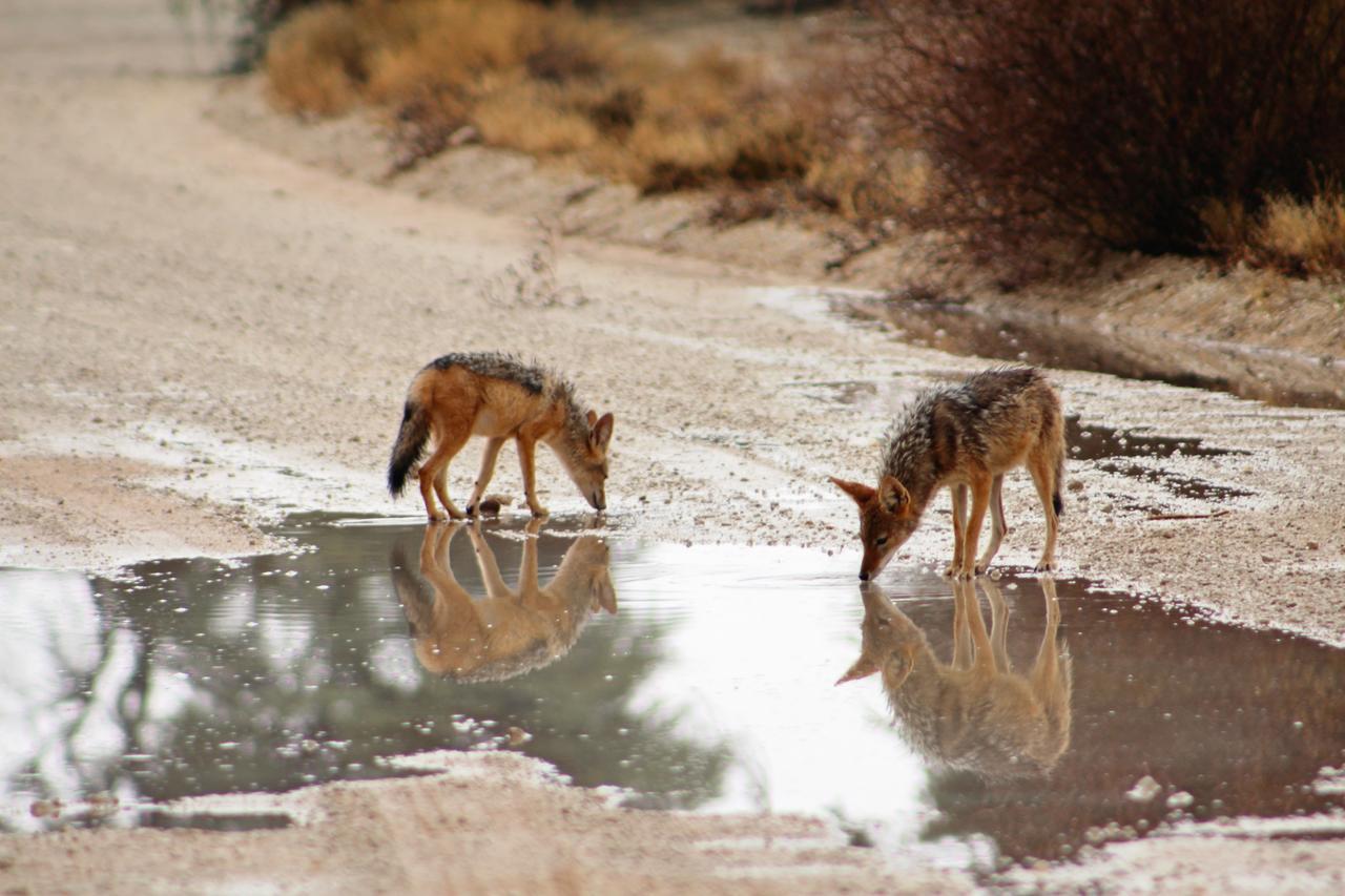 Kgalagadi Lodge Askham ภายนอก รูปภาพ